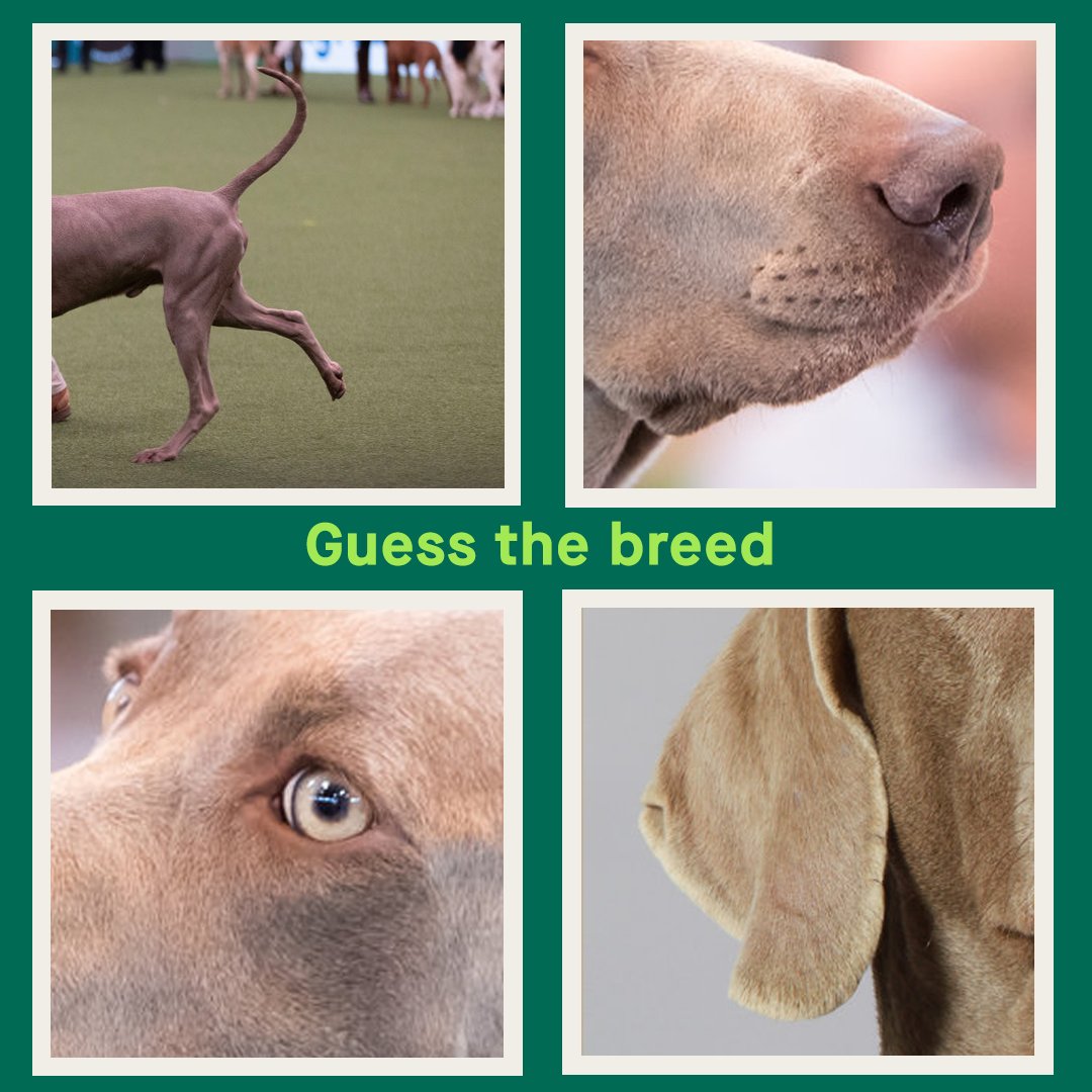 Crufts's tweet photo. It's an easy one this week, this Gundog's distinctive silver-grey coat really is a give away!
Can you #GuessTheBreed? Tell us in the replies💚

#PedigreeDog https://t.co/pDHHR4tXMD