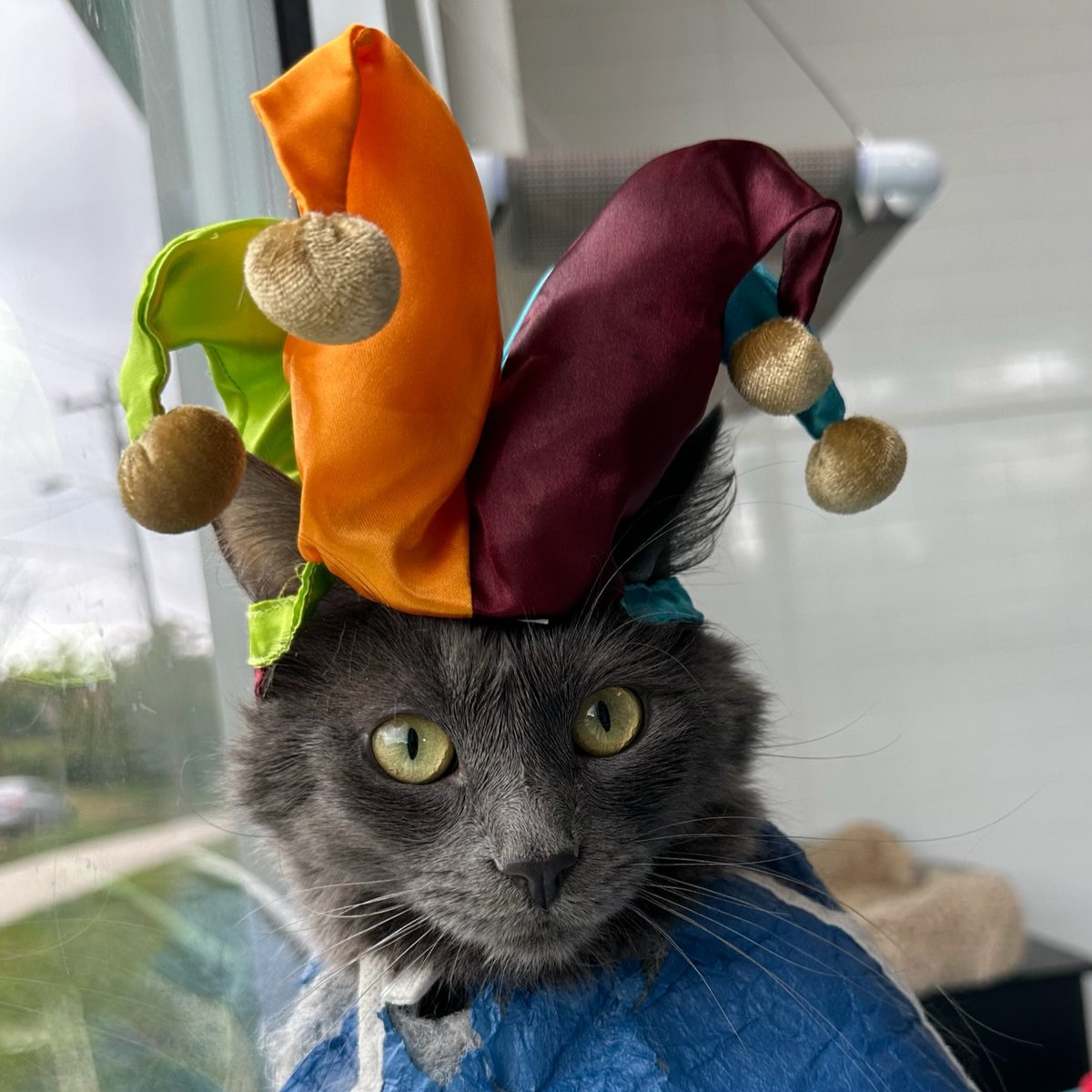 humanecharlotte's tweet photo. Mitzy, Togekiss, Kobe, and Tad are all ready for spooky szn! These cuties are all currently available for adoption at our Adoption Center located at 1348 Parker Drive. Come visit any time we're open! https://t.co/7hLtNOdvDV