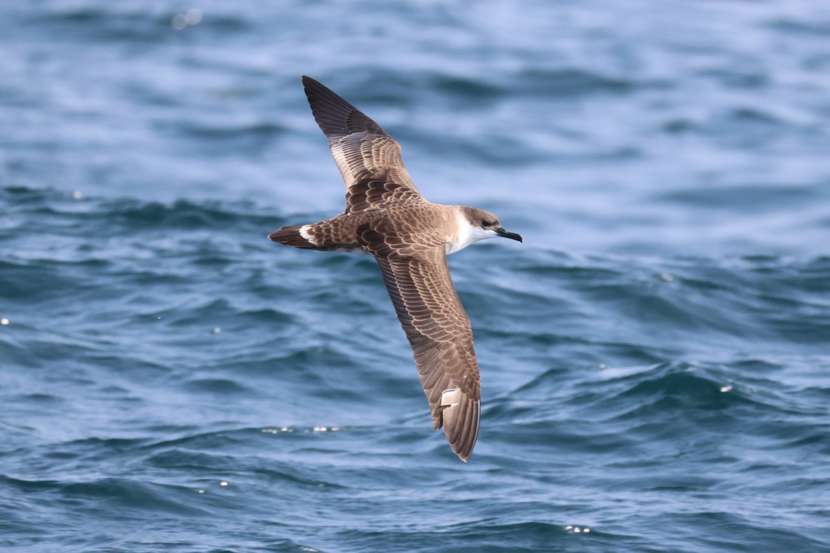 A cracking morning at sea on Sapphire out beyond the Bishop Rock to the Pol Bank. It gave me a chance to try out my new camera on the mixed flocks of Cory's and Great Shearwater plus I saw my first Balearic Shearwater  of the year. I was v pleased with this Great Shearwater.