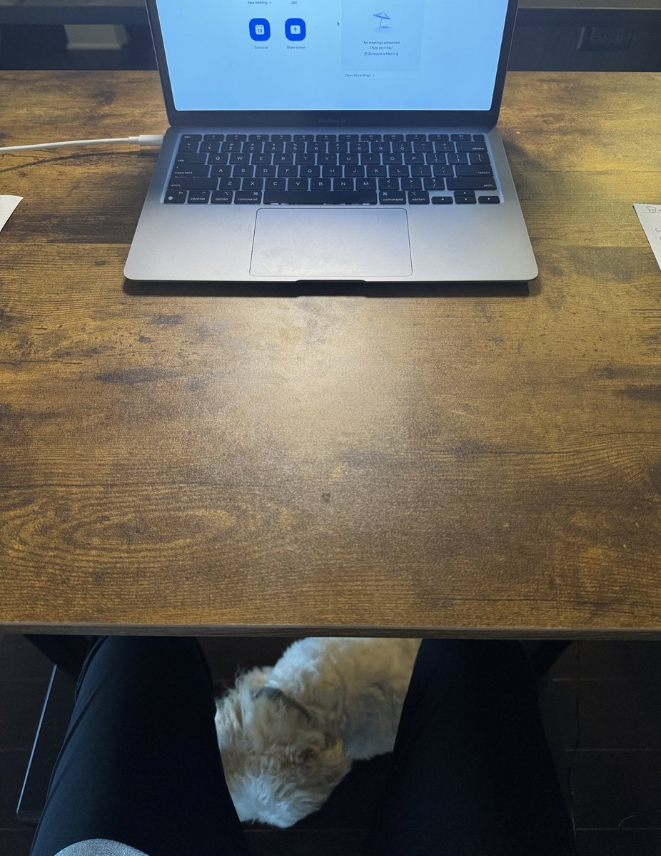 a huge perk for virtual interviews, your best friend refuses to leave your side 😭 #match2025