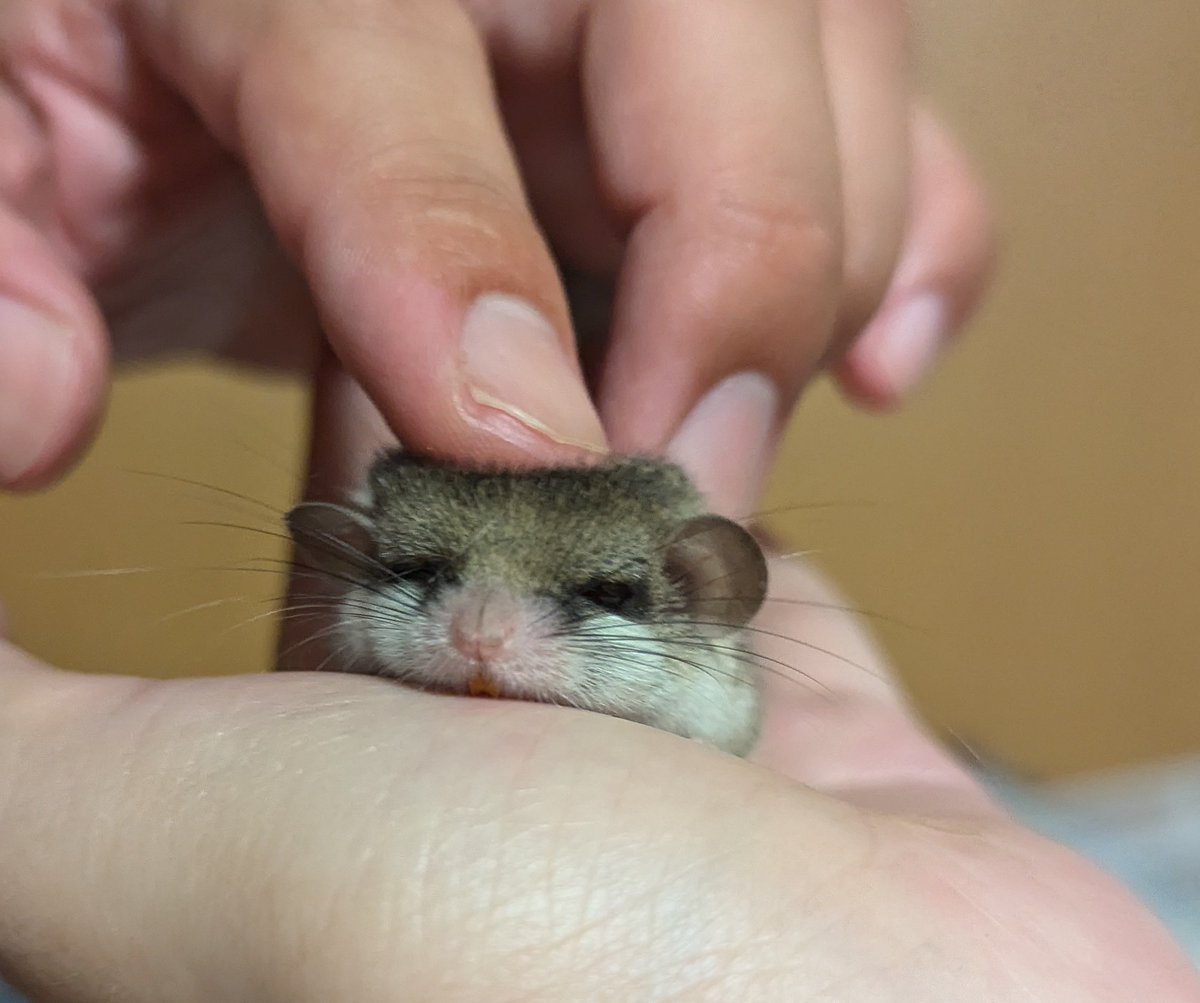 もちょーーってされるヤマネ