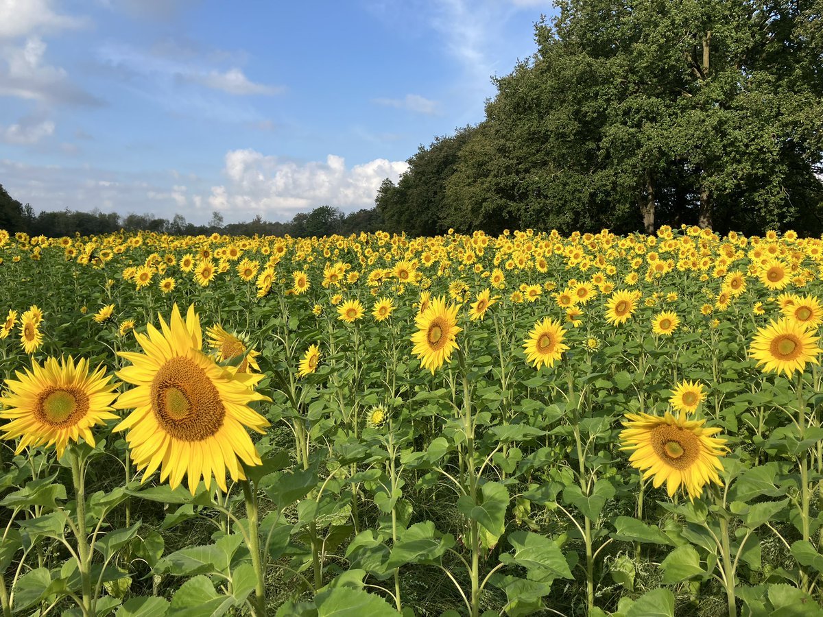 Toine Cooijmans tweet media