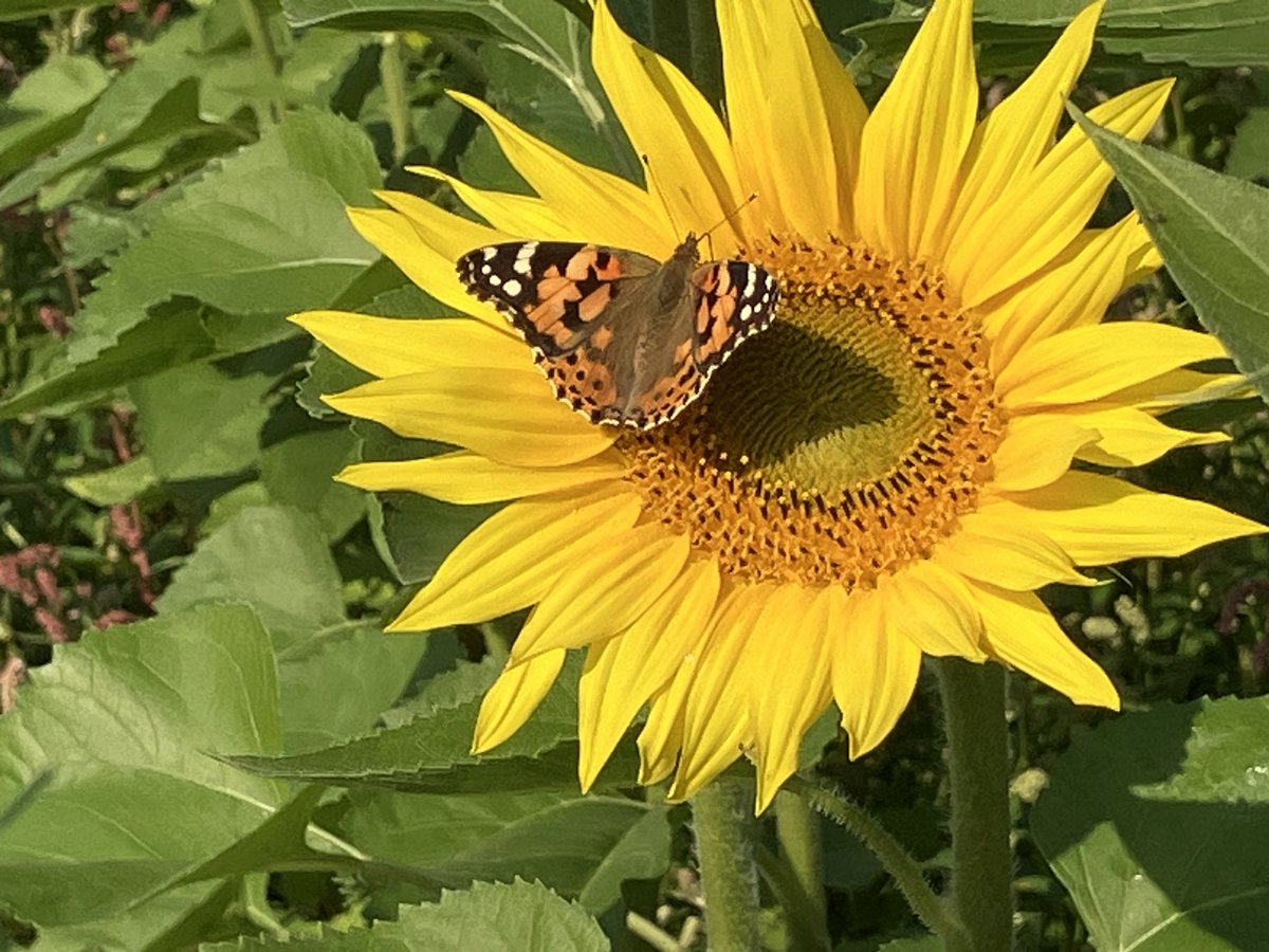 Toine Cooijmans tweet media