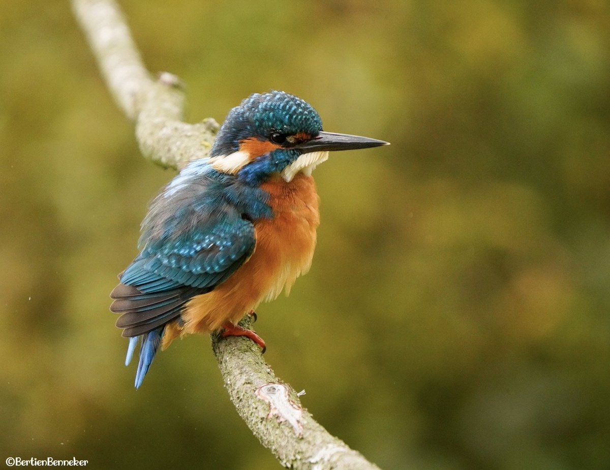 _Bertien_'s tweet photo. Weinig gespot vandaag.
#ijsvogel kwam nog wel even voorbij #oelemars #Losser #Kingfisher #NaturePhotograhpy https://t.co/Q9uz3JD5mg
