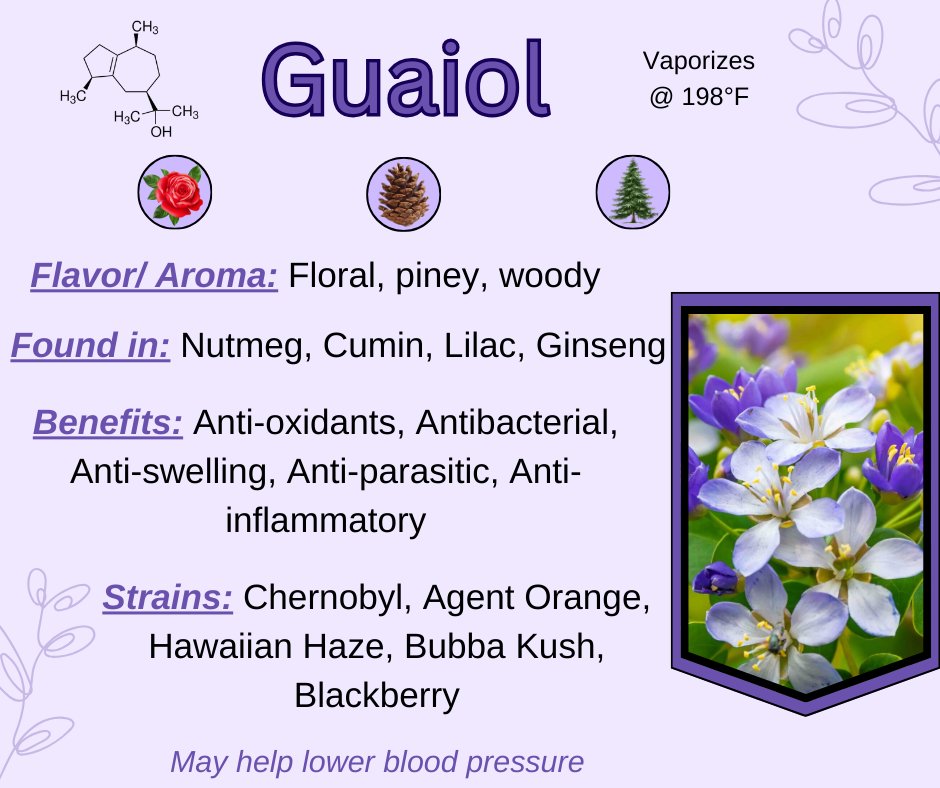 thcmed's tweet image. *Terpene Thursday* Guaiol (&apos;gway-ee-ol)- This terpene has an aroma that smells like roses meets pine. Found in strains we all know and love like Chernobyl, Agent Orange, Bubba Kush, and Blackberry.
#guaiol #terpenethursday #weedknowledge #mmj  #thcmed #trichomehealthconsultants