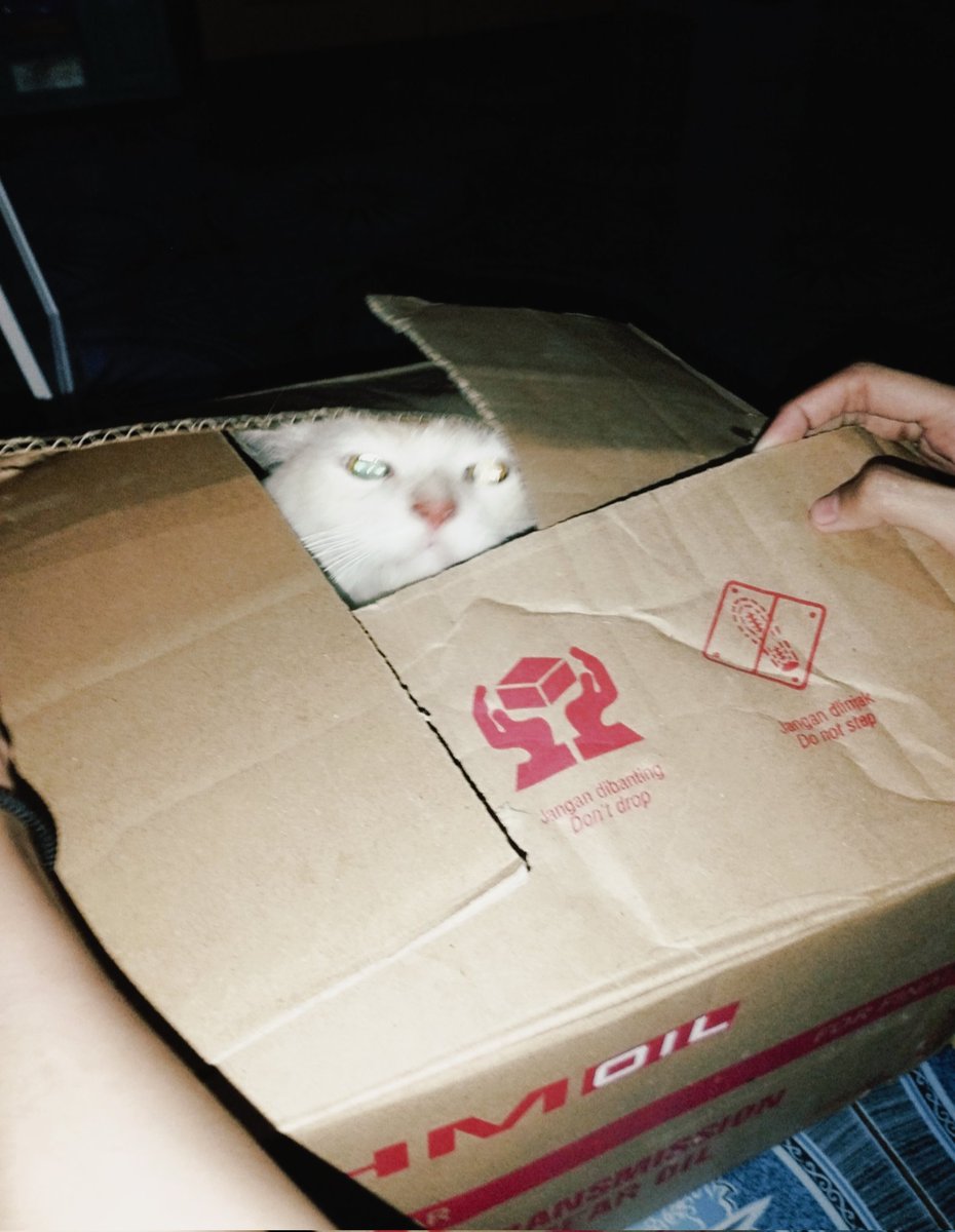 whothatcat's tweet photo. plop https://t.co/ysfptsbj7F