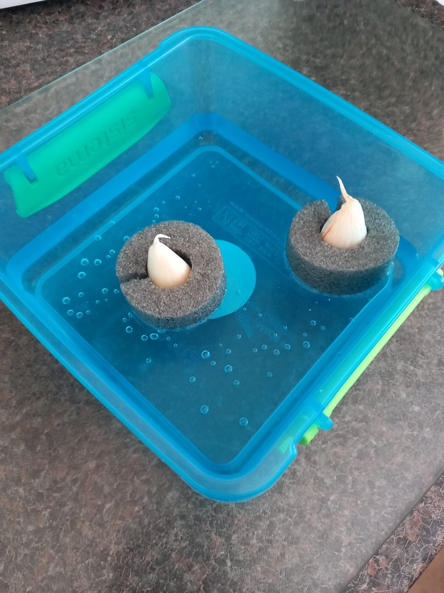 Here's how to grow garlic bulbs for KS1 plants. Float them in water using pipe insulation ( or part of a pool noodle) and they will grow roots and a shoot in a few days...