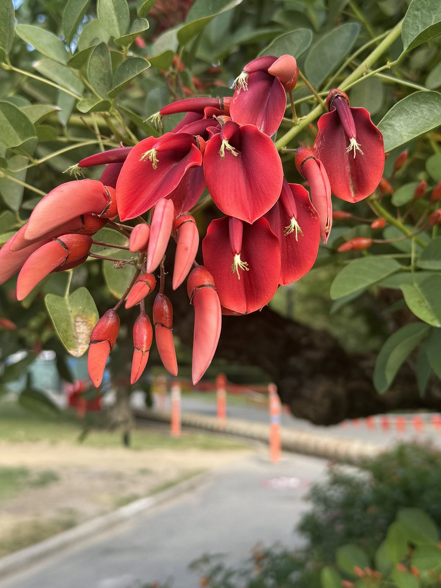 Day 1  and amazing start #sbas2024
The setting is perfect. The prep is amazing. Let’s bask in the awesome to come. <a href="/SocietyofBAS/">Society of Black Academic Surgeons</a> <a href="/AmCollSurgeons/">American College of Surgeons</a> <a href="/UCincySurg/">UC General Surgery</a> <a href="/cincysurgery/">UC General Surgery Residents</a> <a href="/eonwuka1/">Ekene Onwuka, MD, MS</a>