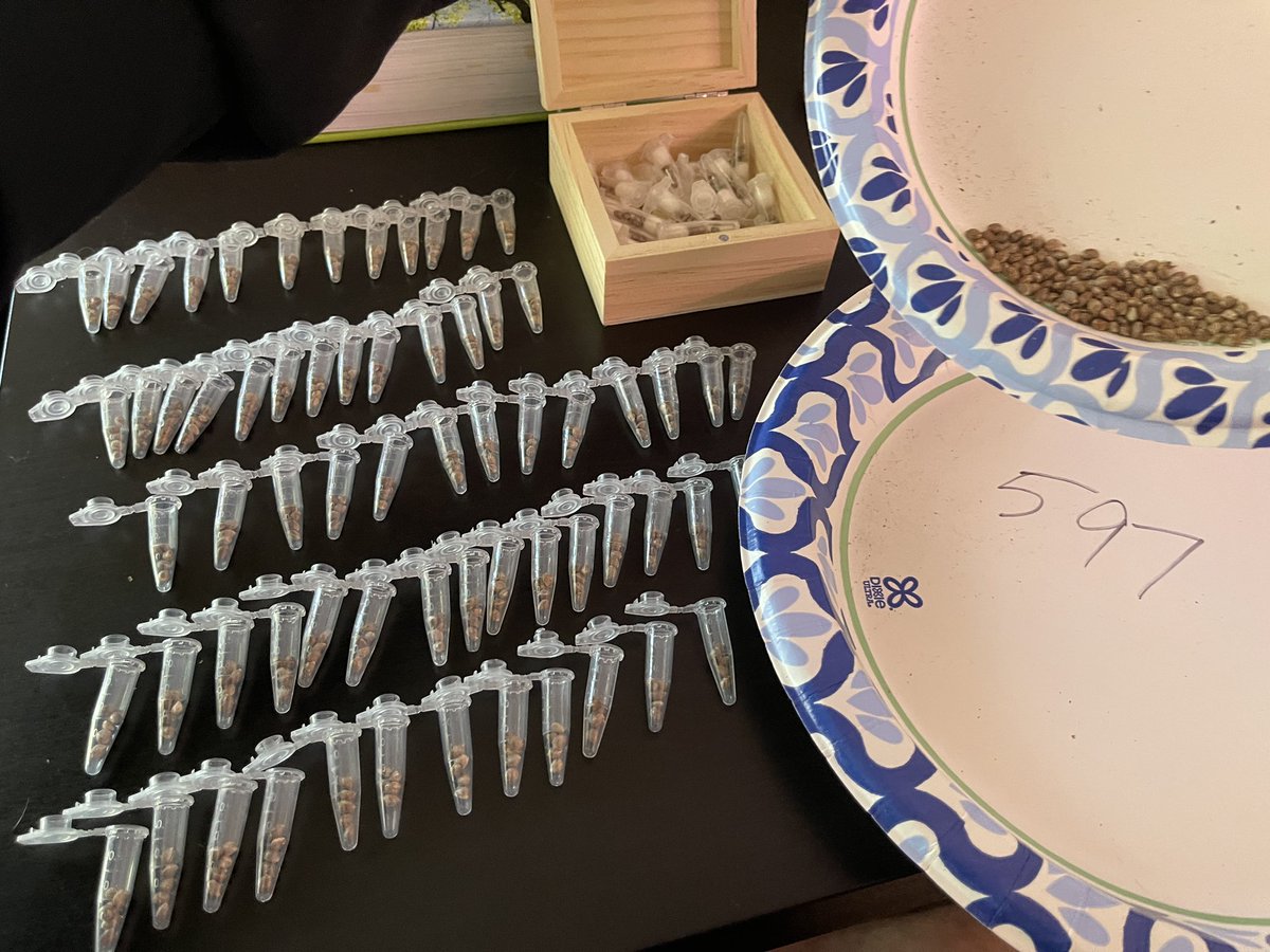 breeder_j's tweet photo. I figured I would might as well use these. I know we just gave it away but they’re really good. People have sent some awesome photos!

Perfect Circle X Northern Lights 

I’m giving away 100 or so. 
5 fem seeds each!
No need to buy anything. 
https://t.co/PK4V4EJkGl @irvineseedco https://t.co/4Su63TinQL