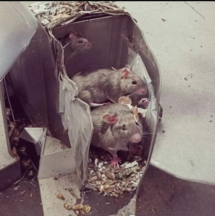 El peor Presidente lejos desde 1.983 cuando volvimos a la Democracia. Un desequilibrado que ataca nuestros valores e instituciones democráticas, que tanta sangre nos costó conseguir. Tenemos derecho a defendernos como Ciudadanos, la Constitución nos respalda.