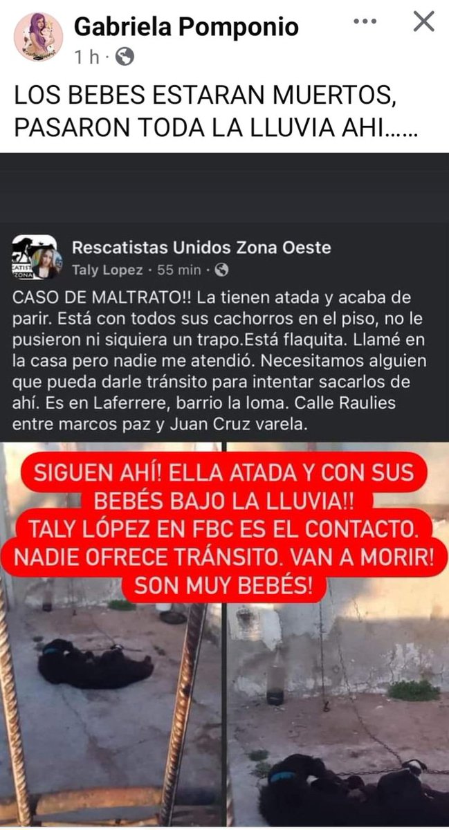 Perra atada bajo la lluvia con cachorritos recièn nacidos🆘️🆘️🆘️👇👇👇👇🙏🙏🙏🥺 AYUDA, TRANSITO!!!! #laferrere