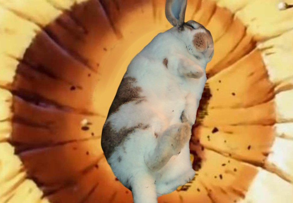 FlanTheBunny's tweet photo. https://t.co/E0JFlrarVl