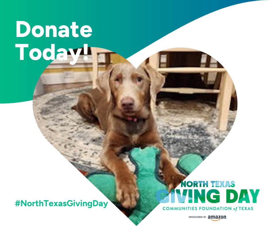 DFW Labrador Rescue tweet media