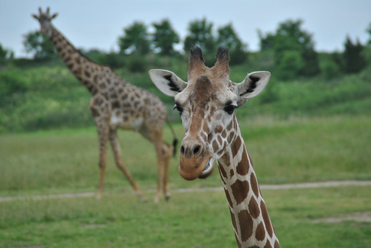 Fill Your Weekend with These Columbus Events – Check out some of these events going on in and around Columbus this weekend! 👉 thenewcolumbus.com/fill-your-week…

Photo: Giraffe at <a href="/thewilds/">The Wilds</a>