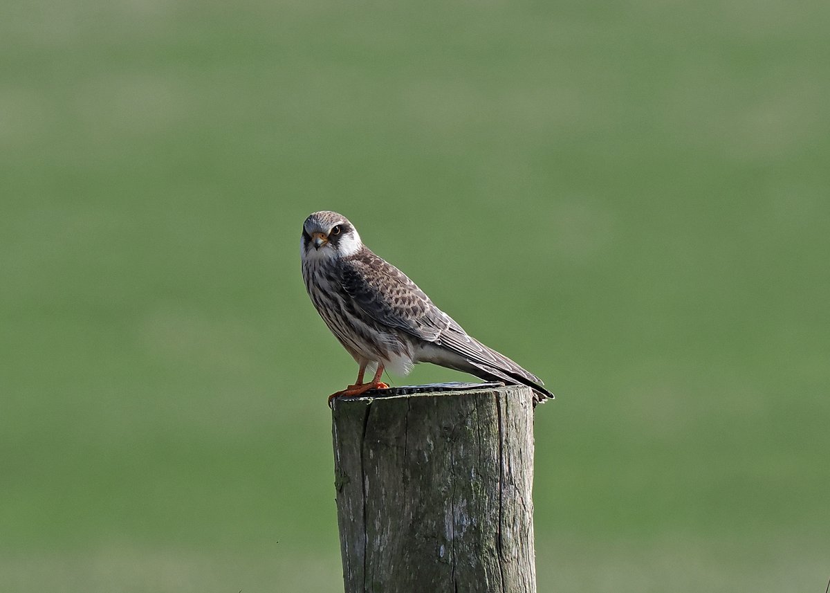 Gary Howard tweet media