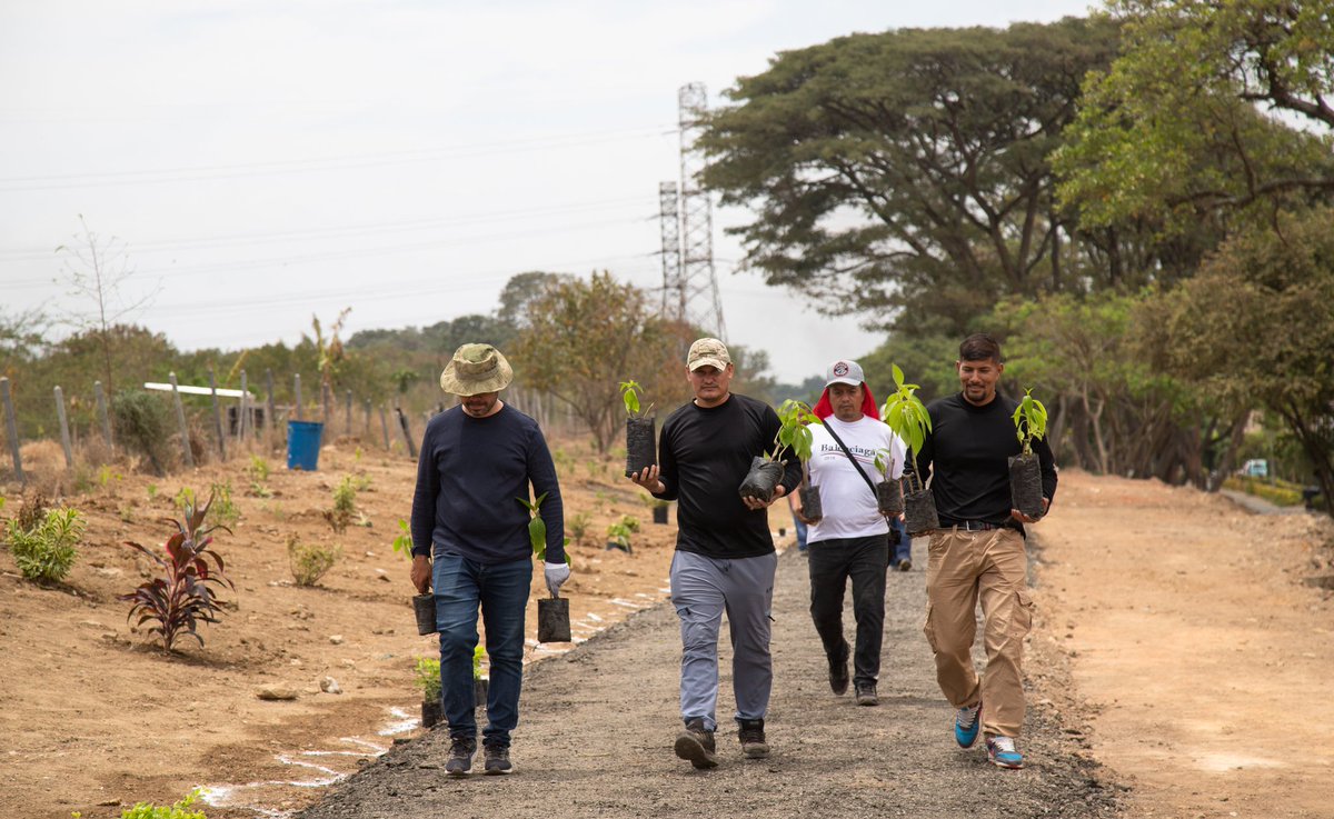Plan Jarillón de Cali tweet media