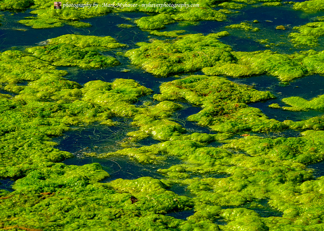 Lichen 25593
Photography by Mark Myhaver 
myhaverphotography.pixels.com/featured/liche… 
#intimatelandscape #lichen #algae #myhaverphotography