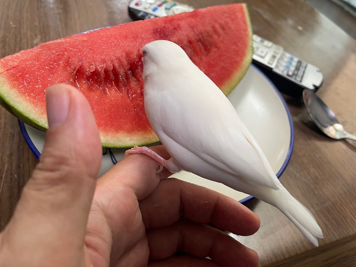 ruriamatsubame's tweet photo. ①スイカに勢いよく突っ込んで嘴同化しちゃったあまろさん②夢中でサクサク食べる姿を見てるぬしの眼鏡にぺちぺち欠片を飛ばしてくるw
#文鳥 #白文鳥 #javasparrow #javafinch #あまろ #amaro #鳥 #小鳥 #スイカ #西瓜 https://t.co/rRVYUvkfuL