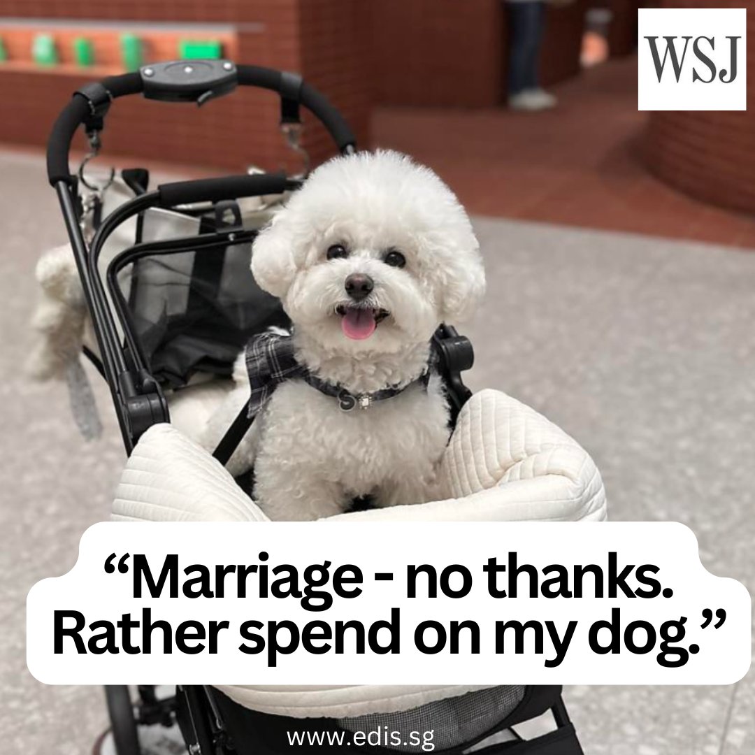 EDIS_SG's tweet image. South Korea: Nation With Lowest Birthrate Sees Dog Strollers Outsell Baby Carriages!...

Officials are going barking mad as more South Koreans choose furry friends over human babies. 

#BabyBust #DogStrollerNation #WhatPYisReading 

loom.ly/Fwf2VC4