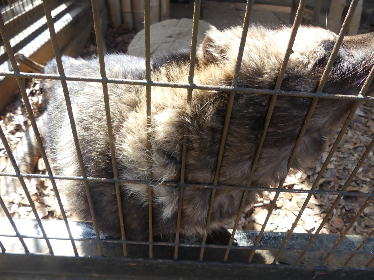 Daily Tanuki Bot (@dailytanuki) on Twitter photo 