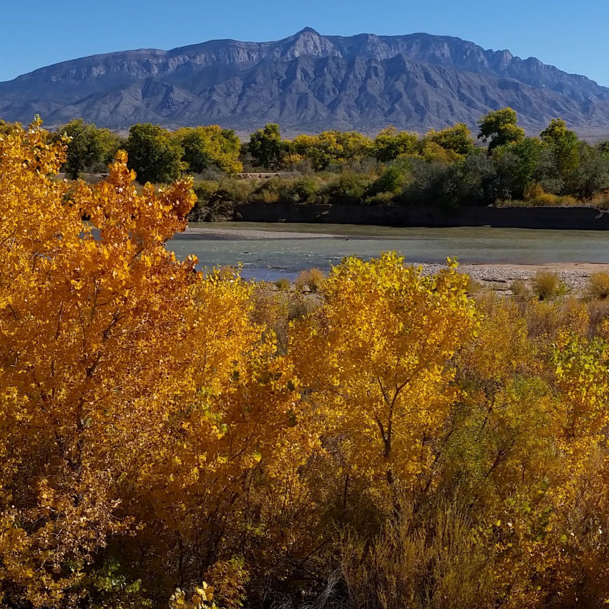 505Nomad's tweet image. #Autumn in Corrales

#nature #fallcolor #cottonwoods #travel #daytrip #NewMexico #weekendgetaway