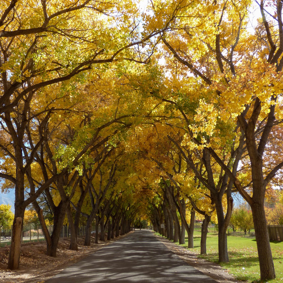 505Nomad's tweet image. #Autumn in Corrales

#nature #fallcolor #cottonwoods #travel #daytrip #NewMexico #weekendgetaway