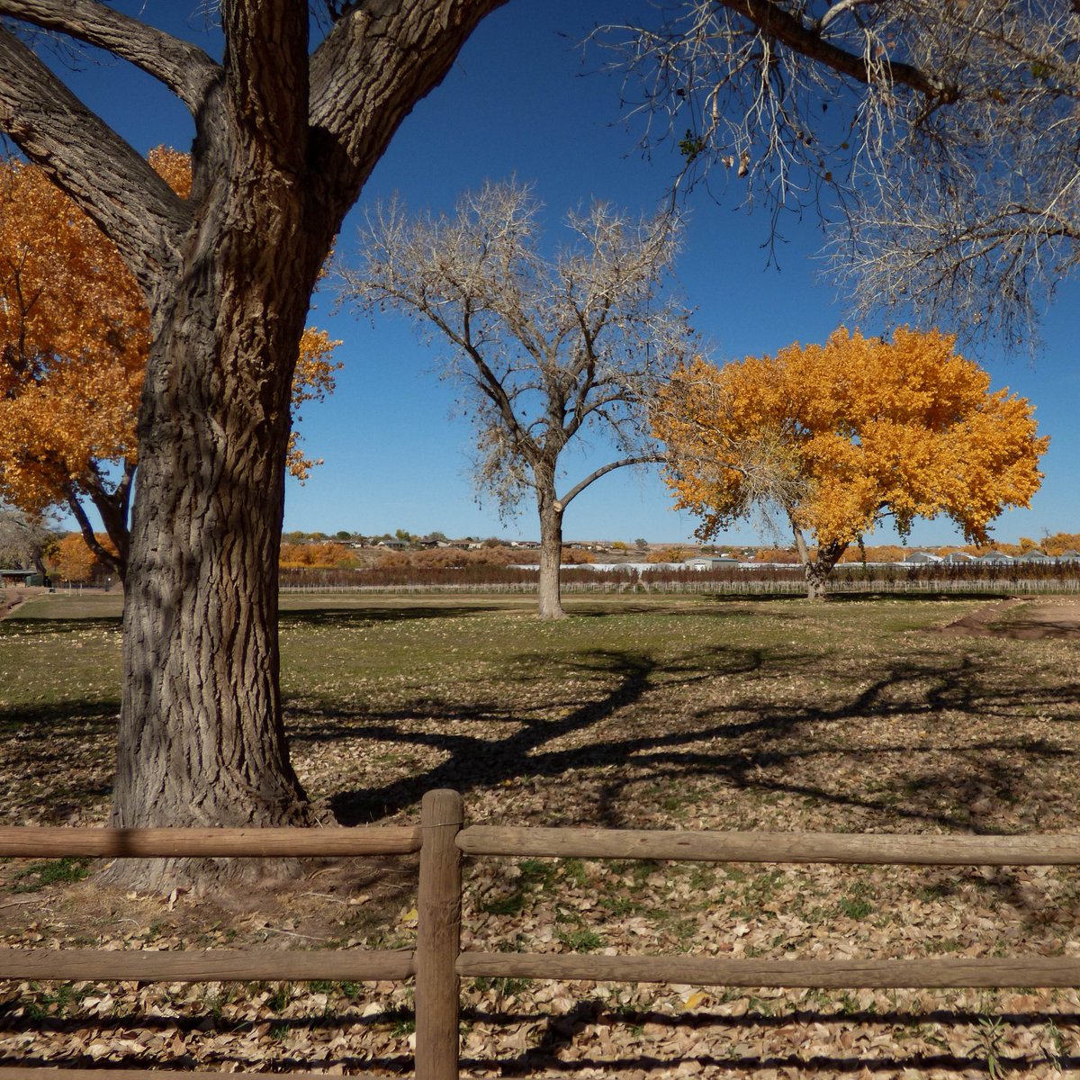 505Nomad's tweet image. #Autumn in Corrales

#nature #fallcolor #cottonwoods #travel #daytrip #NewMexico #weekendgetaway