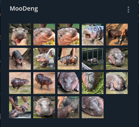 everyone SHUT UP я сделала стикеры с бегемотиком!!! 

t.me/addstickers/Cu…