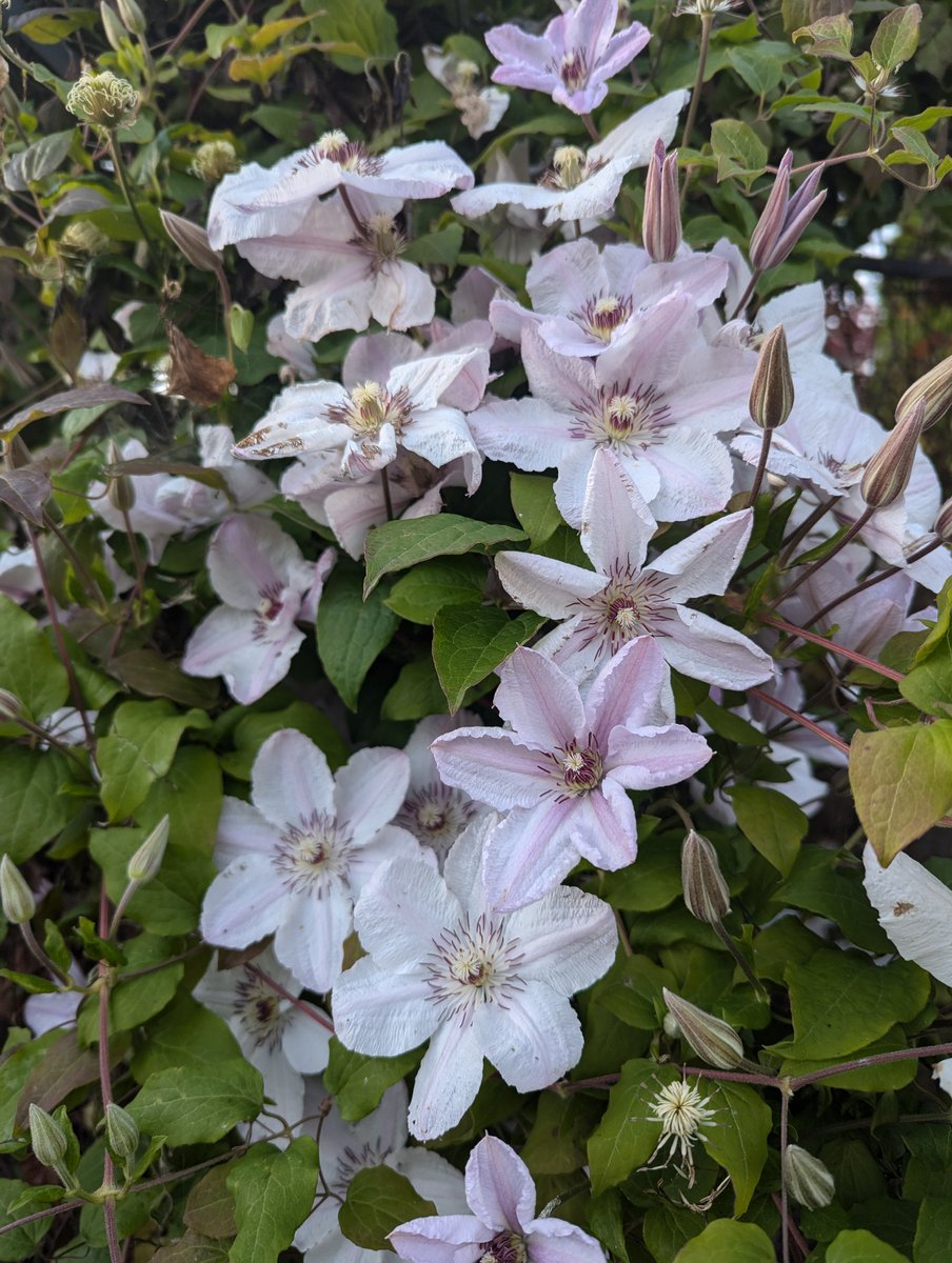 Jim73131158's tweet photo. My garden hasn't done much this year but my clematis always shines.

Happy Friday to all.  

#XNaturePhotography #TwitterNatureCommunity #Flowers #FlowersOfX #FlowersOfTwitter #gardensoftwitter #flowersonfriday https://t.co/9Y3GCoa6aW