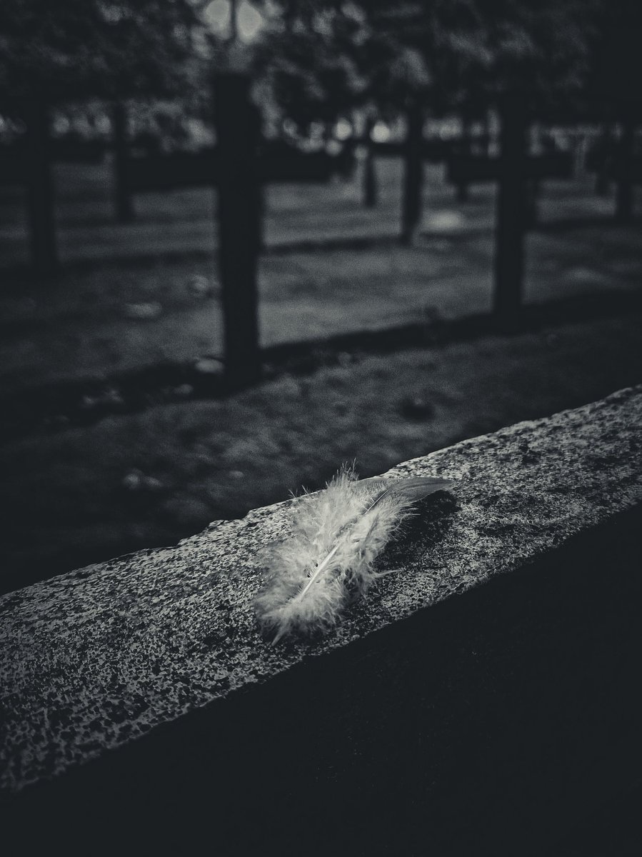 eddybleijenberg's tweet photo. Feathers appear when angels are near https://t.co/5HqsLQ2vdR