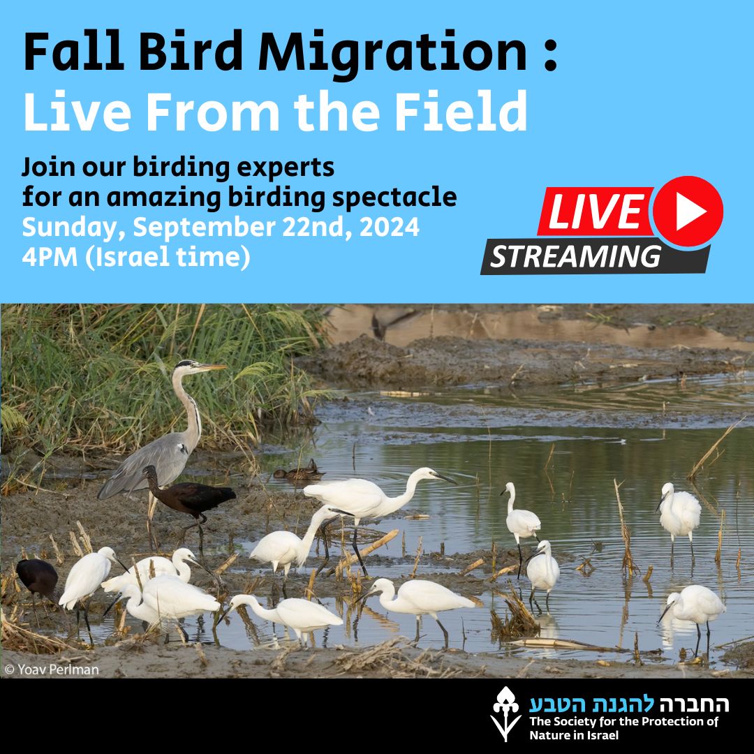 Migration is GO! Join the <a href="/BirdLifeIsrael/">BirdLife Israel</a> team LIVE from the field, see the birds up close and learn how we are working to preserve their stopover sites....
 
This Sun, Sep 22nd - 4pm (Israel time)
 
Reserve your FREE place here: us06web.zoom.us/webinar/regist…