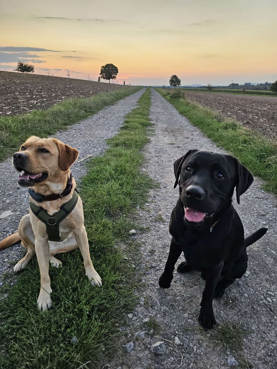 Was für ein toller Abend 😍erst PawCours mit der Frau Dorferemitin 😍 <a href="/brehm70/">Andrea B</a> ❤️ und danach hat ich noch ein tolles Gassi Date mit meinem Prinzen Nero 😍 der hat mich extra da abgeholt 😍