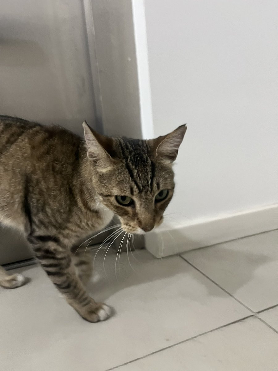 miucastiglioni's tweet photo. GATITO PERDIDO. Lo encontre Junin al 1000. Está castrado. Lo acabo de desparasitar. Es adulto. Por favor necesito si alguien le puede dar tránsito con posibilidad de adoptar https://t.co/rSI5NJ13gl