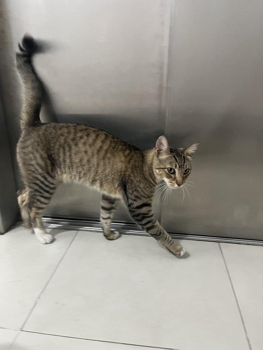 miucastiglioni's tweet photo. GATITO PERDIDO. Lo encontre Junin al 1000. Está castrado. Lo acabo de desparasitar. Es adulto. Por favor necesito si alguien le puede dar tránsito con posibilidad de adoptar https://t.co/rSI5NJ13gl