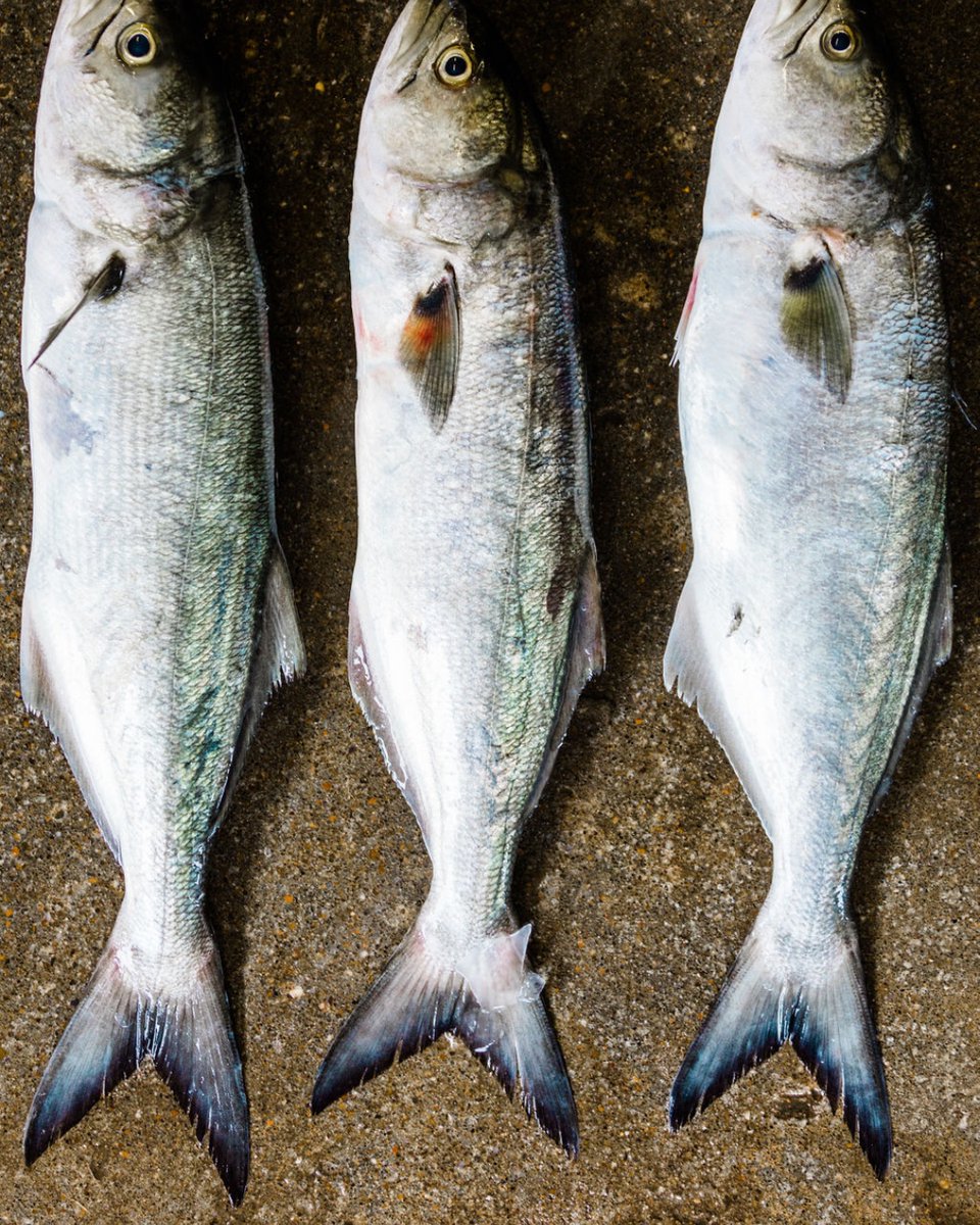 localsseafood's tweet image. Bluefish may be one of the more undervalued species from our coast but they're among the most delicious. The key to tasty bluefish is freshness and expert cleaning. When you buy from us, you know you are getting both.