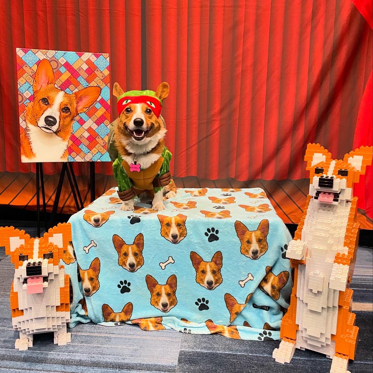 Miss Bentley The Corgi tweet media