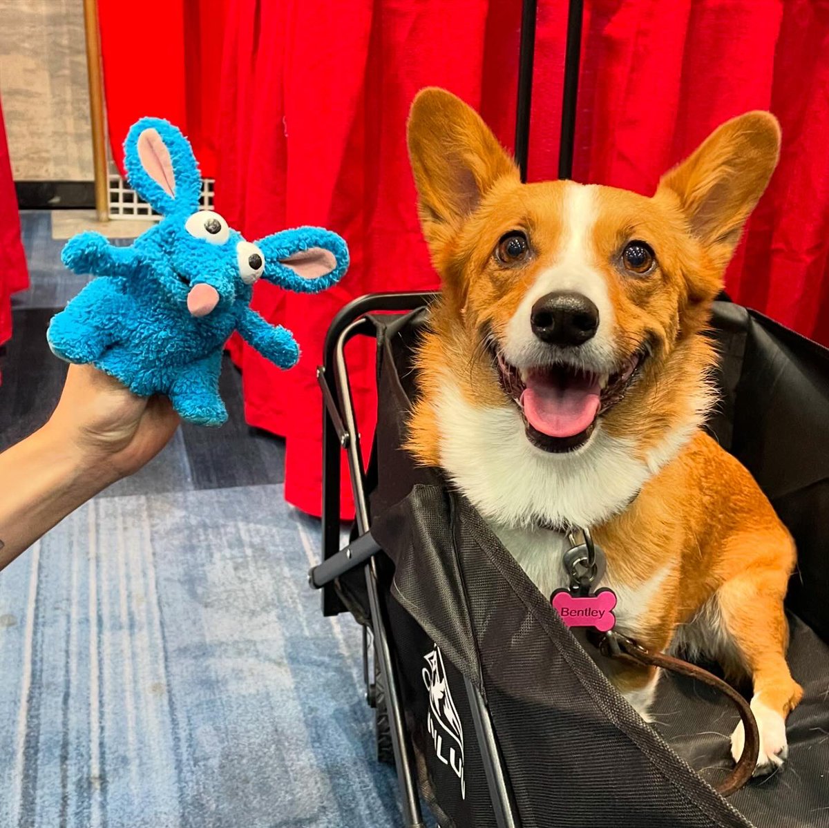Miss Bentley The Corgi tweet media