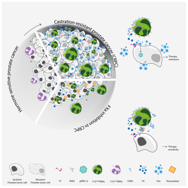 Cancer_Cell's tweet photo. Online Now: Coagulation factor X promotes resistance to androgen-deprivation therapy in prostate cancer https://t.co/1r3HrlhJWo https://t.co/1Rx8w8bZef