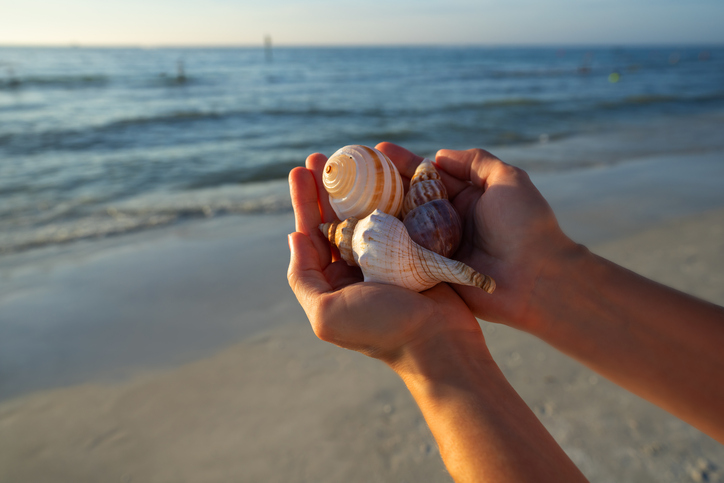 sandkeyresort's tweet photo. Like finding the perfect seashell on a beach full of treasures, Sheraton Sand Key Resort is a rare and unforgettable gem in a destination overflowing with beauty. 🌊✨ #SheratonSandKey #BeachsideBliss https://t.co/CrGF3VvUkN