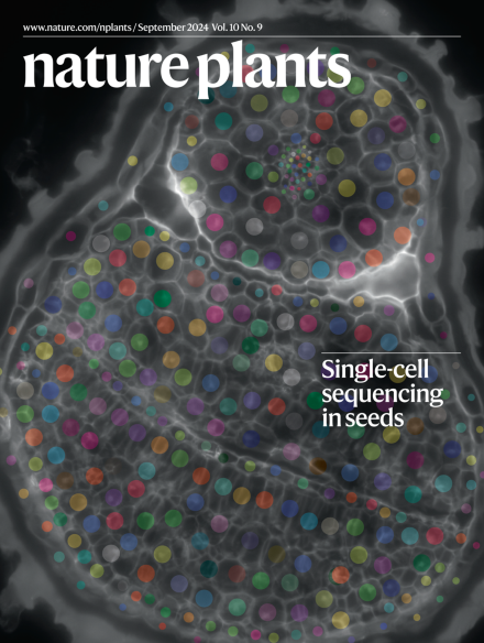 lewsey lab (@lewseylab) on Twitter photo Our single cell analysis of dynamic transcriptional states in germinating embryos is on the cover of <a href="/NaturePlants/">Nature Plants</a> today. Well done <a href="/LimCheeLiew/">Lim Chee Liew 刘玲志</a> <a href="/AurouxLucas/">Lucas Auroux</a> <a href="/QGouil/">Quentin Gouil</a> <a href="/YueYOU9/">Yue YOU</a> <a href="/molivarina/">Marina Oliva</a> <a href="/OliverBerkowitz/">Oliver Berkowitz</a> <a href="/peirats_marta/">Marta Peirats</a> and team! <a href="/latrobe/">La Trobe University</a> <a href="/plants4space/">@Plants4Space</a> doi.org/10.1038/s41477… Our single cell analysis of dynamic transcriptional states in germinating embryos is on the cover of <a href="/NaturePlants/">Nature Plants</a> today. Well done <a href="/LimCheeLiew/">Lim Chee Liew 刘玲志</a> <a href="/AurouxLucas/">Lucas Auroux</a> <a href="/QGouil/">Quentin Gouil</a> <a href="/YueYOU9/">Yue YOU</a> <a href="/molivarina/">Marina Oliva</a> <a href="/OliverBerkowitz/">Oliver Berkowitz</a> <a href="/peirats_marta/">Marta Peirats</a> and team! <a href="/latrobe/">La Trobe University</a> <a href="/plants4space/">@Plants4Space</a> doi.org/10.1038/s41477…