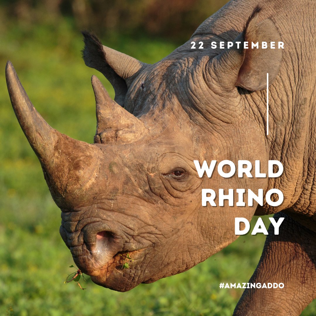 Addo Tourism (@addotourism) on Twitter photo It's <a href="/WorldRhinoDay/">World Rhino Day</a> 🦏🦏🦏 The 2024 "State of the Rhino" is here.
The <a href="/RhinosIRF/">IntlRhinoFoundation 🦏</a> published its annual #StateoftheRhino report to illuminate the threats to & raise awareness for the 5 rhino species this #WorldRhinoDay
There are only 28 000 rhinos left in the world. How??? It's <a href="/WorldRhinoDay/">World Rhino Day</a> 🦏🦏🦏 The 2024 "State of the Rhino" is here.
The <a href="/RhinosIRF/">IntlRhinoFoundation 🦏</a> published its annual #StateoftheRhino report to illuminate the threats to & raise awareness for the 5 rhino species this #WorldRhinoDay
There are only 28 000 rhinos left in the world. How???