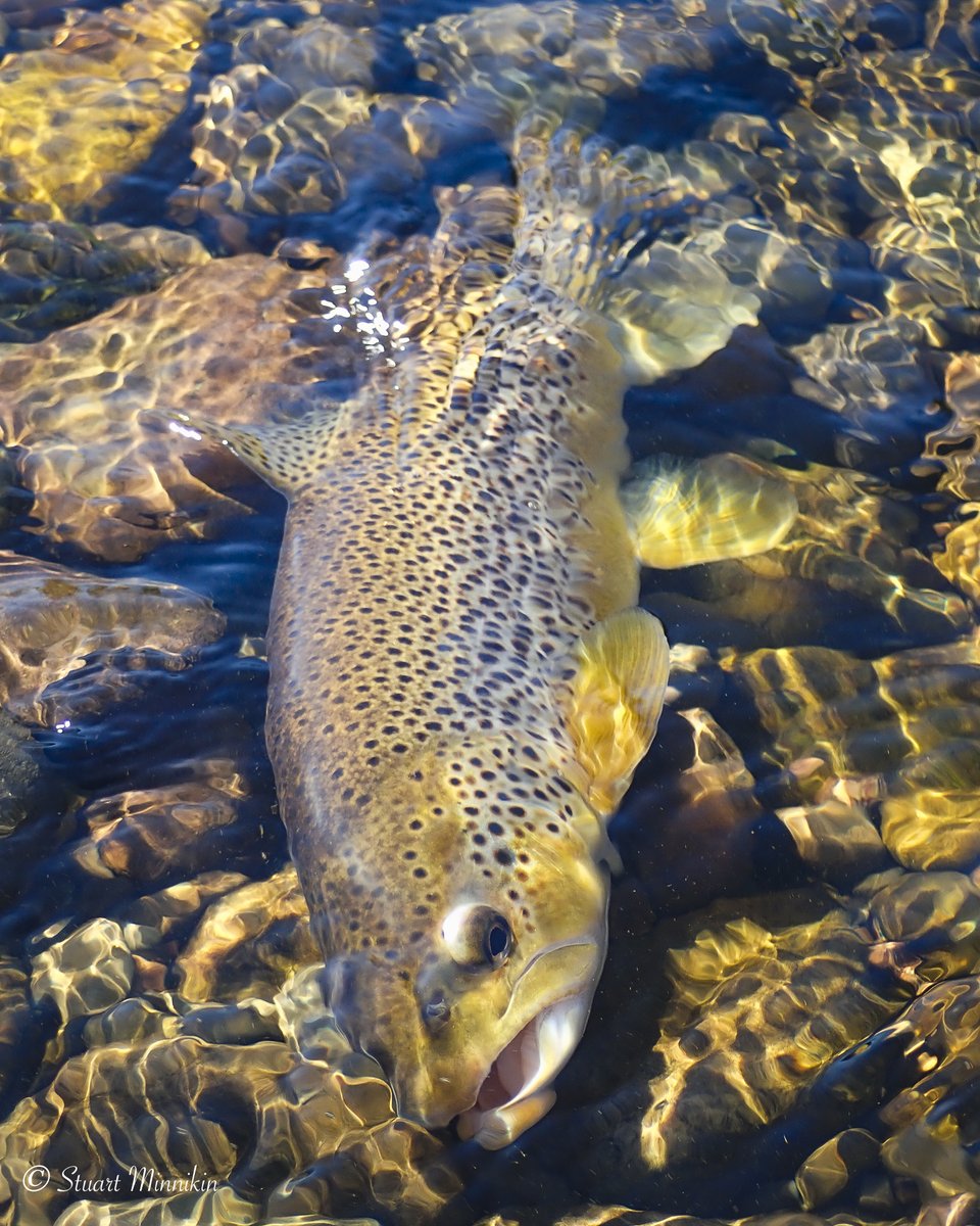 Stuart Minnikin tweet media