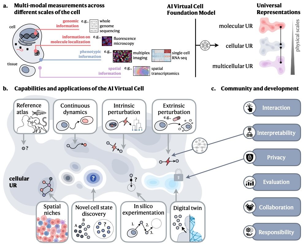 Emma Lundberg (@prof_lundberg) on Twitter photo Check out our perspective article on AI-powered Virtual Cells. This is a result of an exciting collaboration with
<a href="/StephenQuake/">Stephen Quake</a> <a href="/jure/">Jure Leskovec</a> Aviv Regev, <a href="/karaletsos/">Bougatsa</a> <a href="/_bunnech/">Charlotte Bunne</a> <a href="/yusufroohani/">Yusuf Roohani</a> @yanayrosen <a href="/czi/">Chan Zuckerberg Initiative</a>
and extensive community discussions. arxiv.org/pdf/2409.11654 Check out our perspective article on AI-powered Virtual Cells. This is a result of an exciting collaboration with
<a href="/StephenQuake/">Stephen Quake</a> <a href="/jure/">Jure Leskovec</a> Aviv Regev, <a href="/karaletsos/">Bougatsa</a> <a href="/_bunnech/">Charlotte Bunne</a> <a href="/yusufroohani/">Yusuf Roohani</a> @yanayrosen <a href="/czi/">Chan Zuckerberg Initiative</a>
and extensive community discussions. arxiv.org/pdf/2409.11654