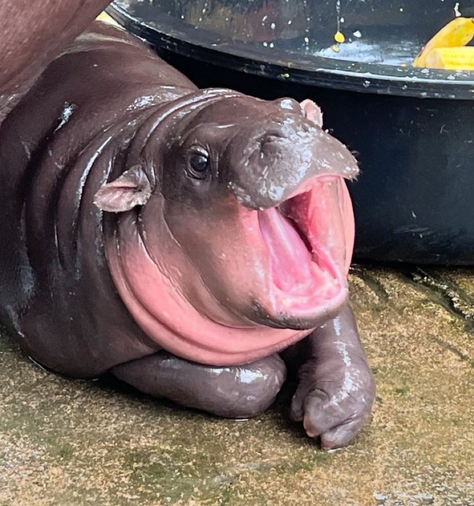 When you join a zoom panel discussion and then look down to see 500+ attendees