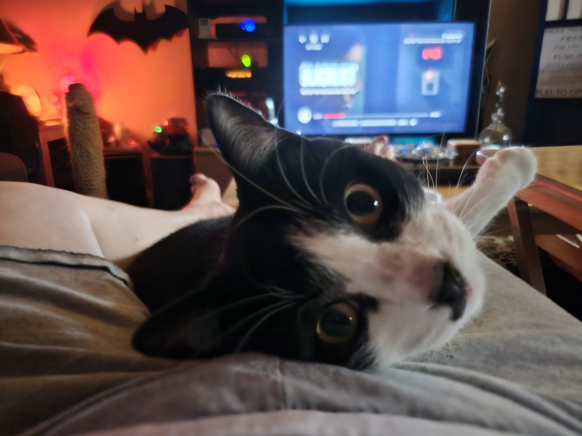 RhondaHendee's tweet image. BAM 💥 Zero is home wiffs Auntie Bonks. Me sending lubs TEKNEEK #ZSHQ #RIPZEE