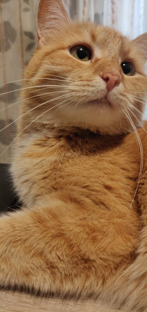 Xenta777's tweet photo. I love this guy 😻 https://t.co/e1YuYMTcWQ