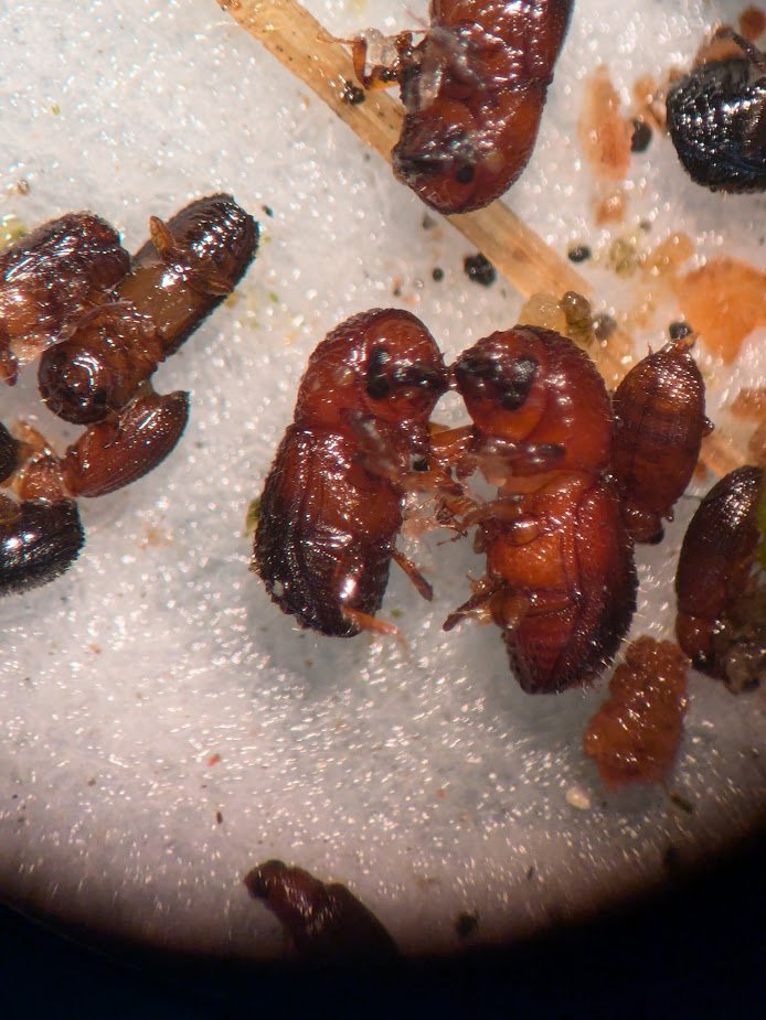 DocTsuga's tweet photo. #Arboreal update: First collection from flight interception traps from different canopy heights of two red oaks, then processing the samples in the lab. Pleasantly surprised with the abundance of specimens. 
#PUI_research https://t.co/hW3JIaE3Iu