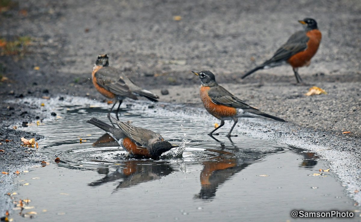 Bird bath.