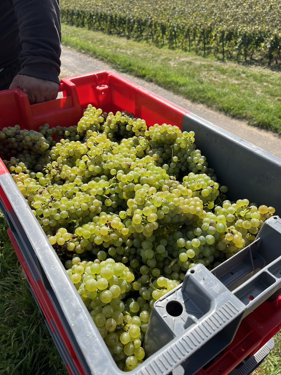 Harvest 2024 beautiful beaune 1er cru les montrevenots blanc #domaineAfGros #Burgundy #Chardonnay