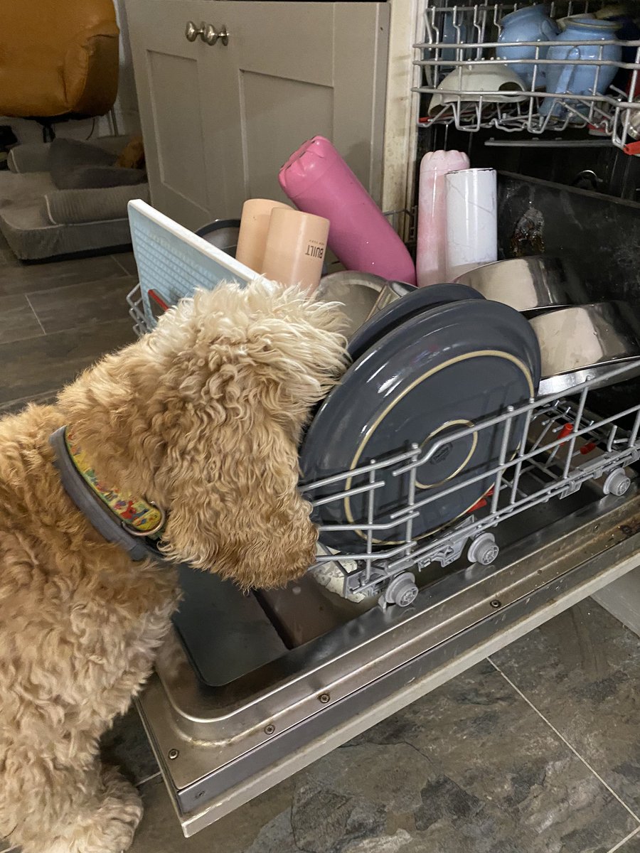 SpanielsSuper's tweet photo. Doing my chores #HelpfulIsky https://t.co/70Jv5Qn5d2